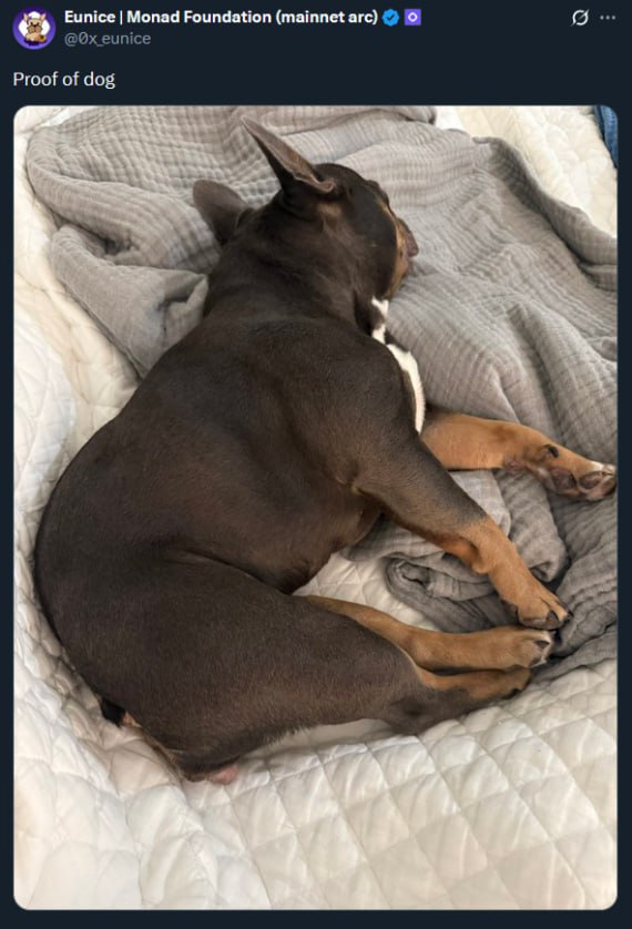 Anago sleeping - Proof of dog